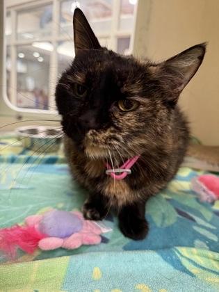 Enlarge Dojo (159043) (In a foster home), an adopted Domestic Short Hair in Baton Rouge, LA image 2/3