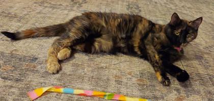 Enlarge Dojo (159043) (In a foster home), an adopted Domestic Short Hair in Baton Rouge, LA image 1/3