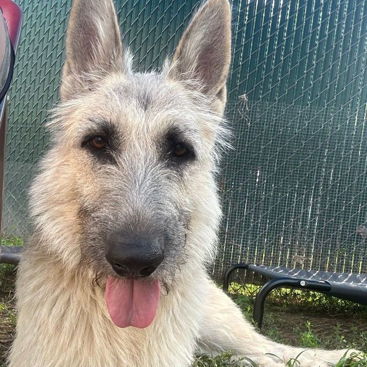 Gigi, a Adoptable mixed breed in Rochester, NY image 3/6