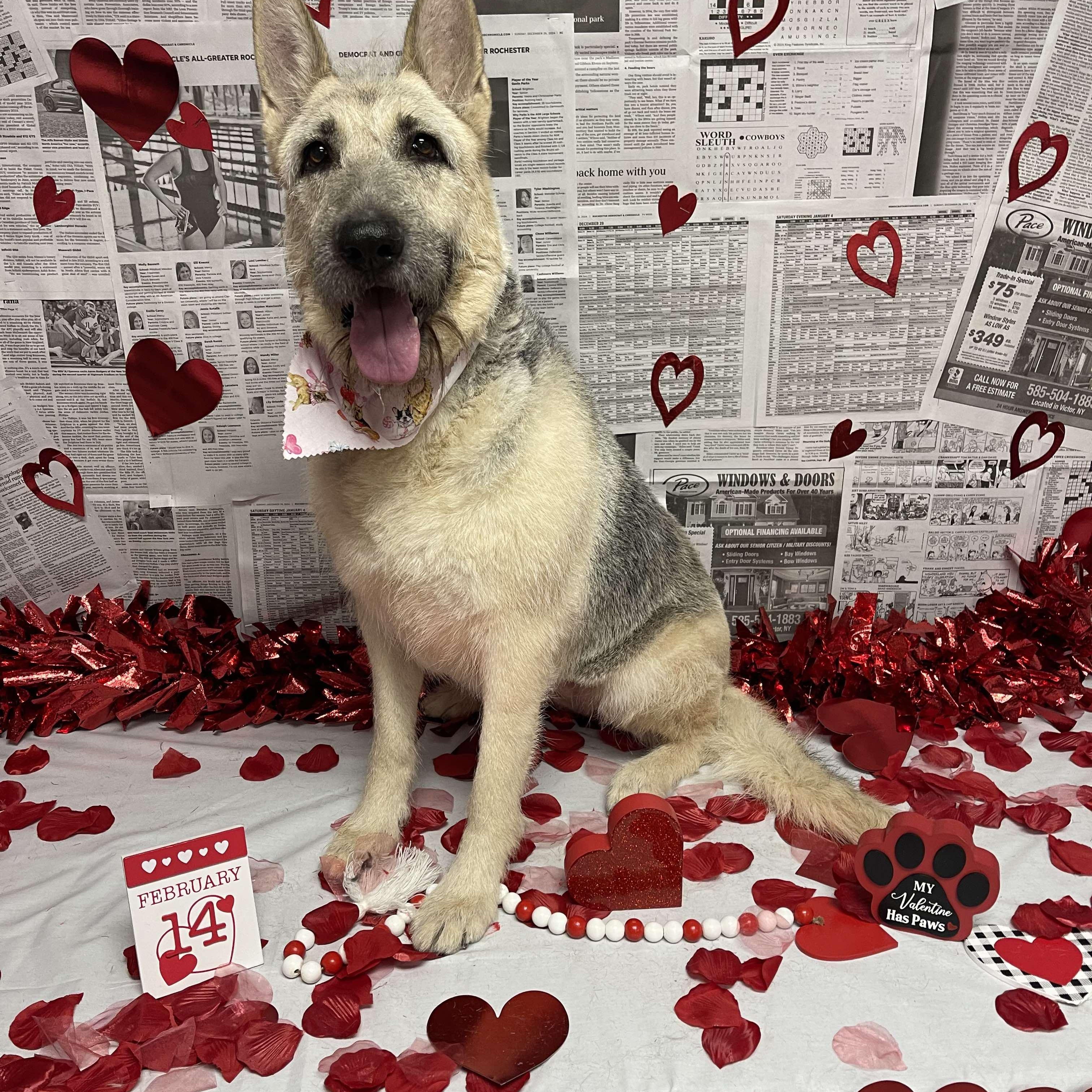 Gigi, Adoptable, Adult Female Schnauzer & German Shepherd Dog.