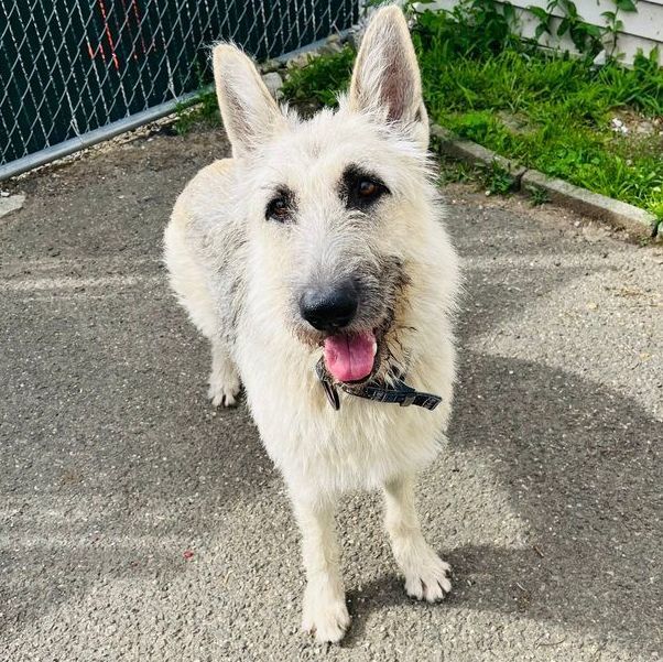 Gigi, a Adoptable mixed breed in Rochester, NY image 4/6