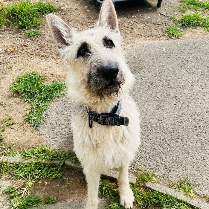 Gigi, a Adoptable mixed breed in Rochester, NY image 6/6