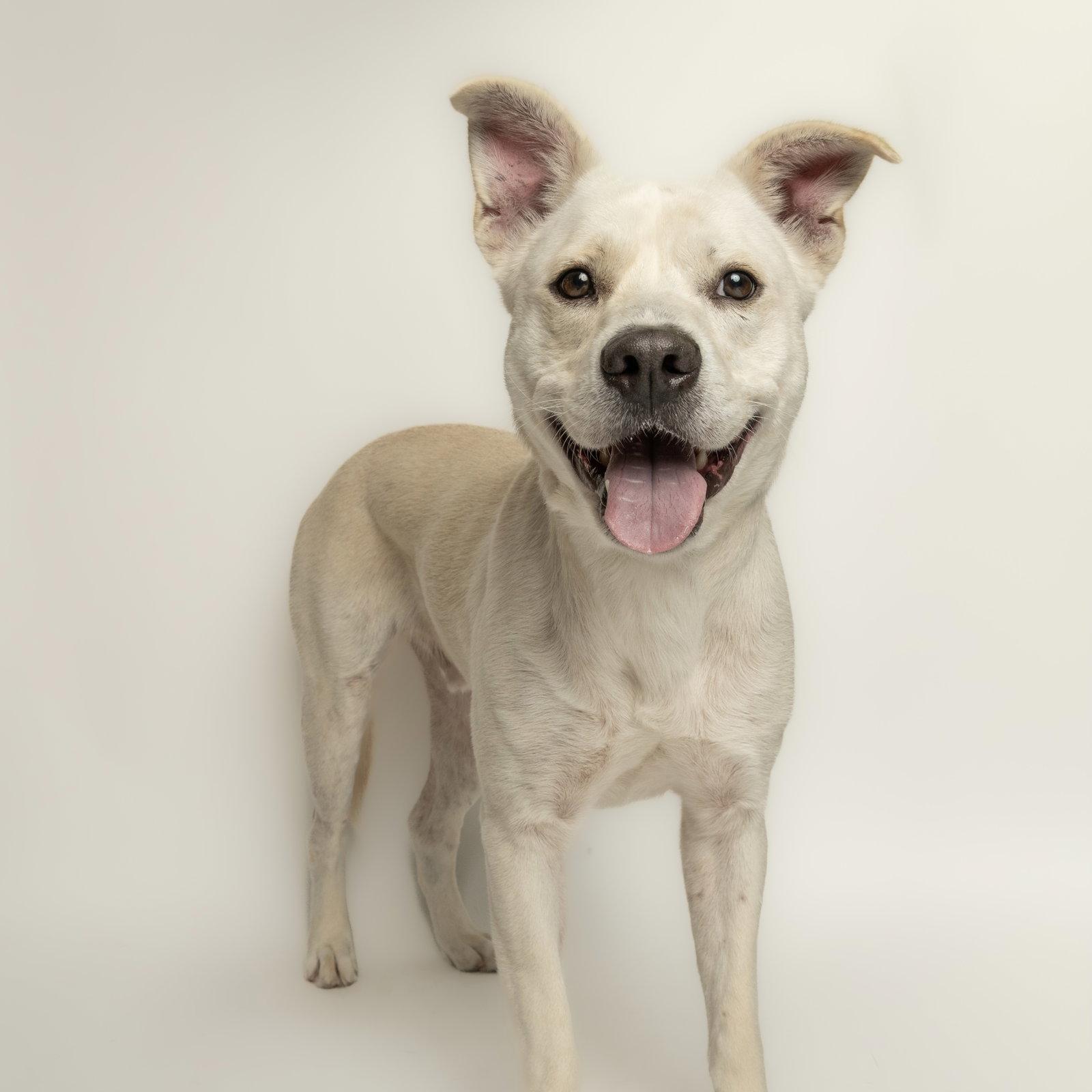 Enlarge Cheeseburger, a Adoptable Labrador Retriever in Richardson, TX image 1/1