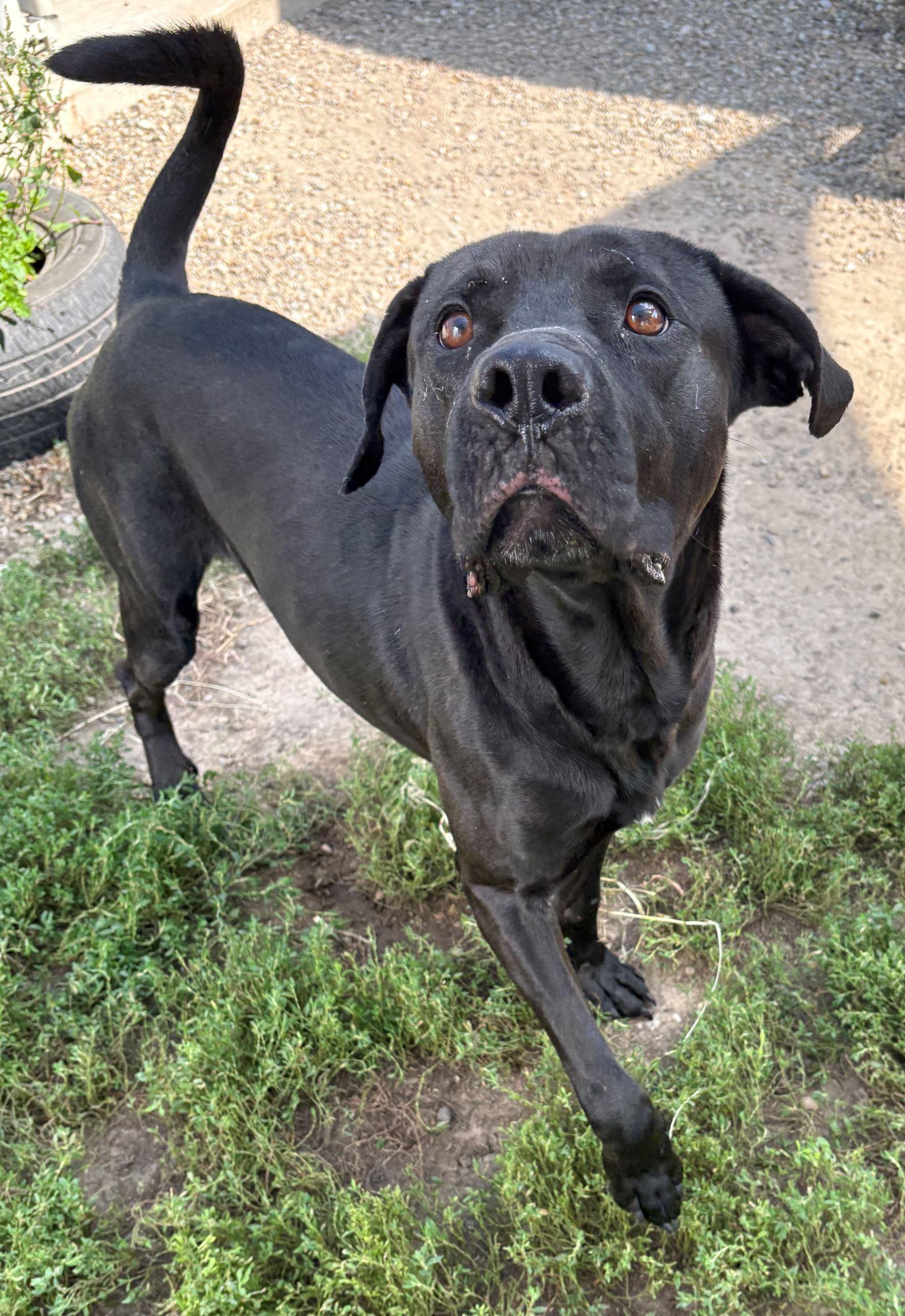 River, Adoptable, Adult Male Black Labrador Retriever.