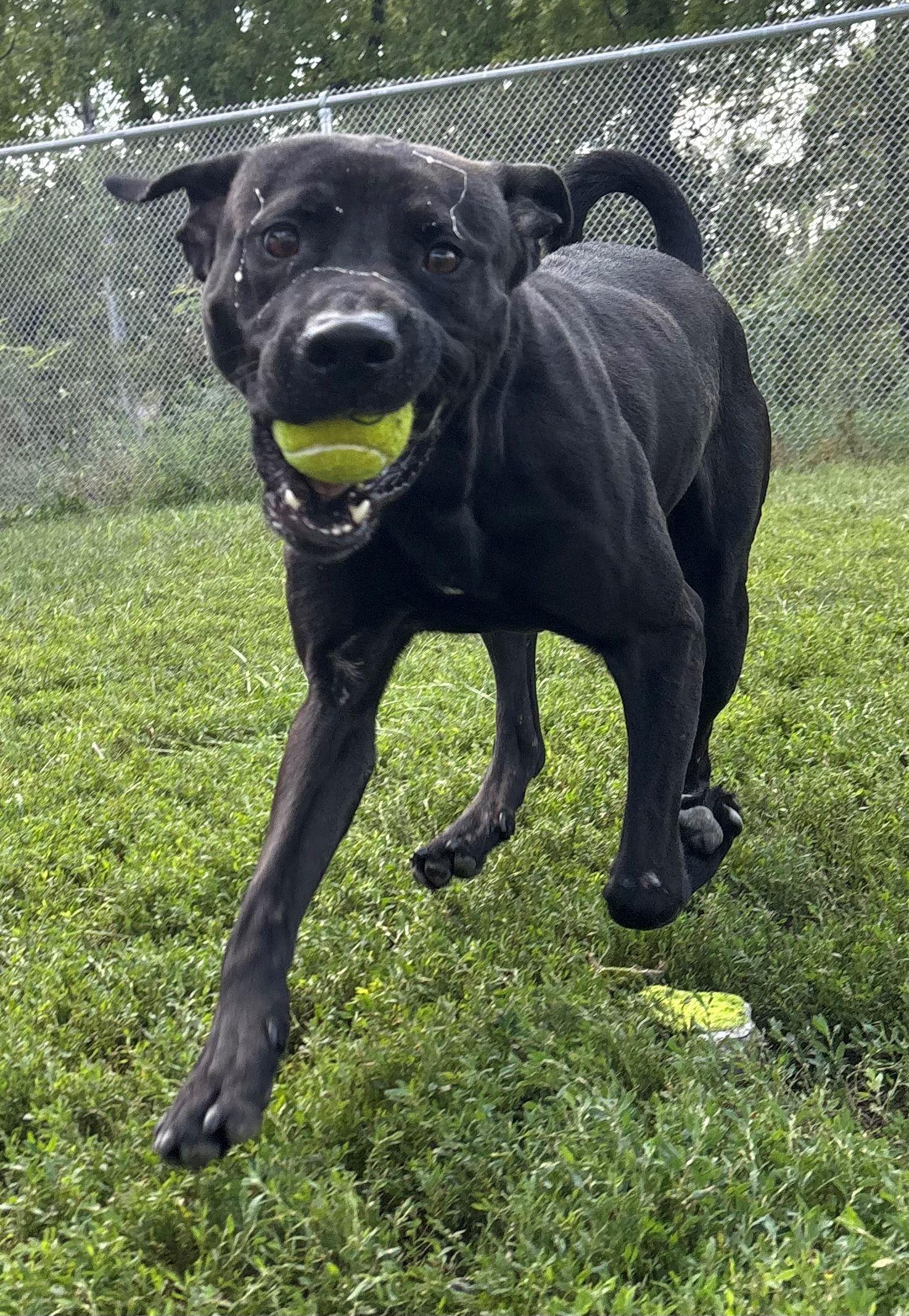 Enlarge River, a Adoptable mixed breed in Iowa City, IA image 3/3