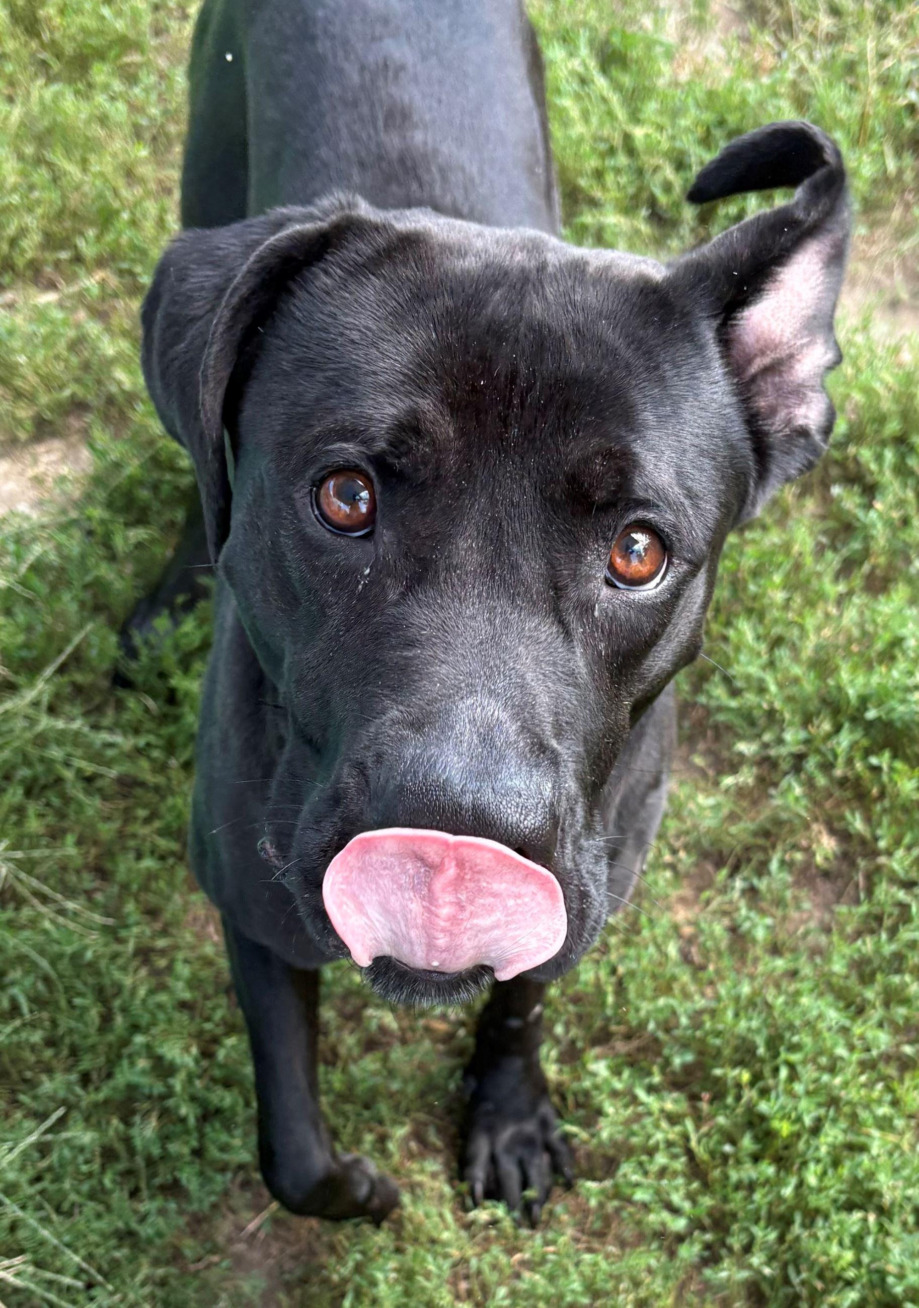 Enlarge River, a Adoptable mixed breed in Iowa City, IA image 2/3