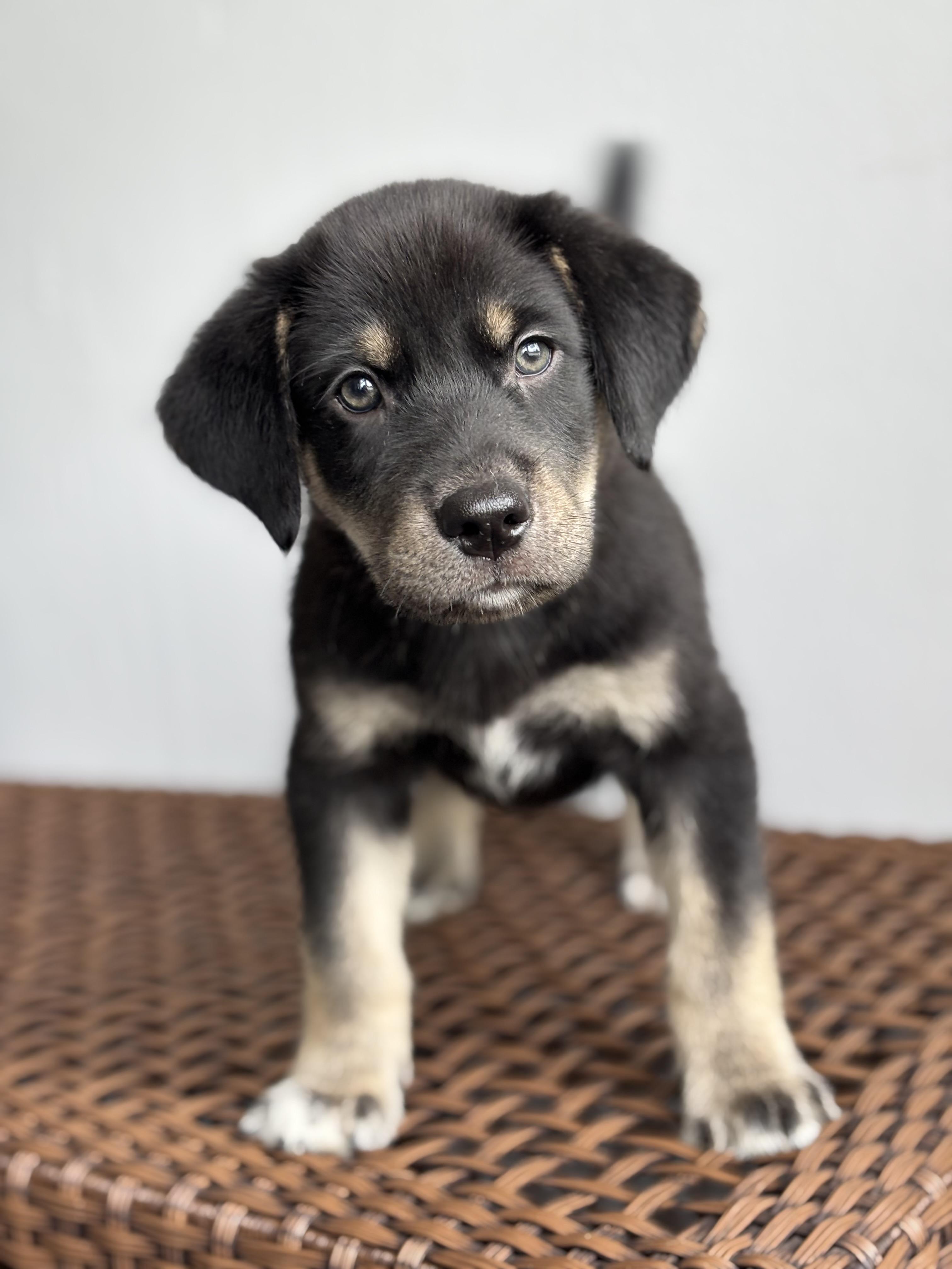 SLATE, Baby Male unknown