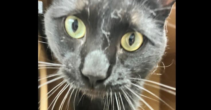 Crabgrass 5-1, Adoptable, Adult Male Domestic Short Hair.