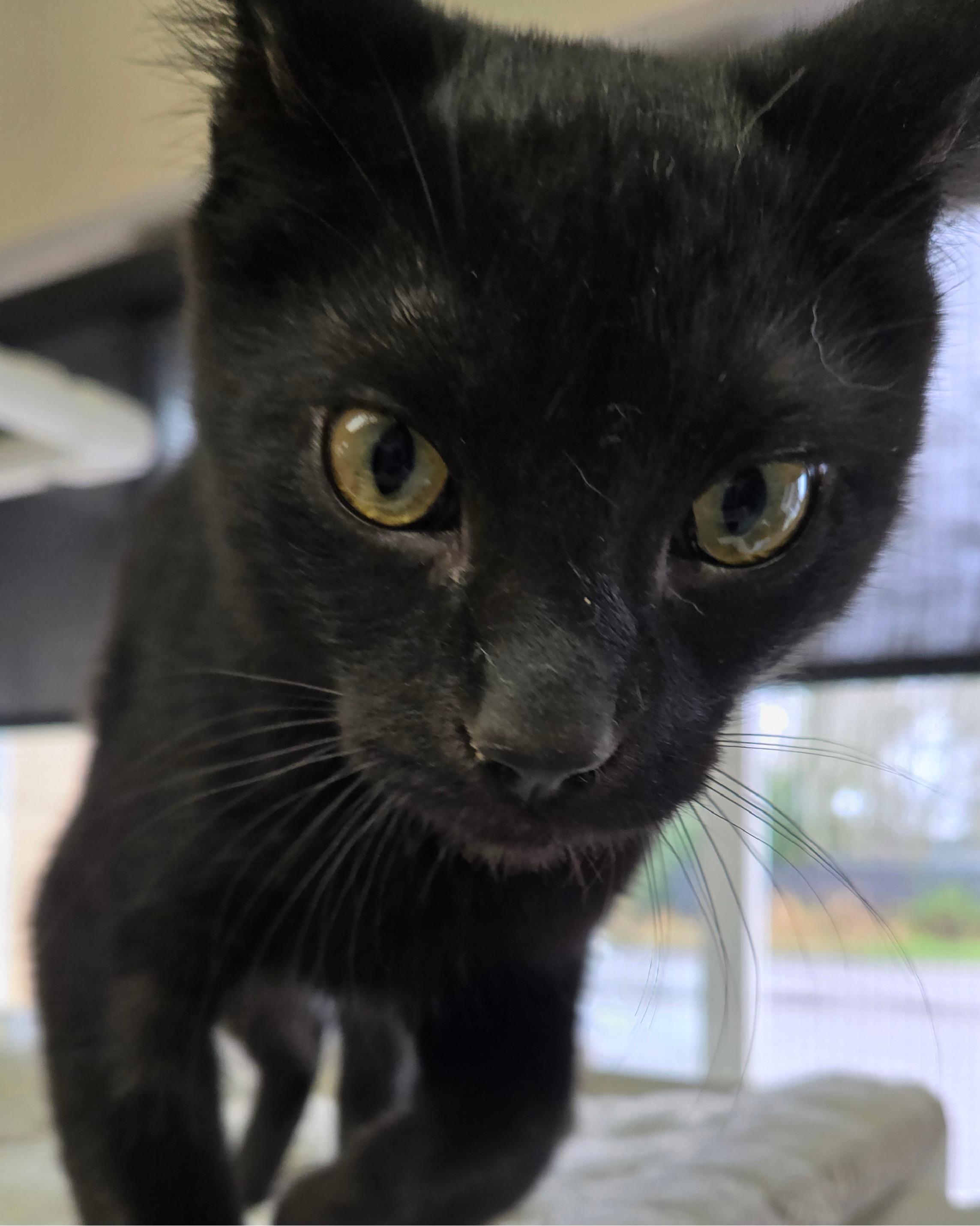 Cosmo, a ADOPTABLE Domestic Short Hair in Long Beach, WA image 1/3