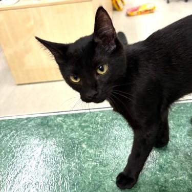 Cosmo, an adoptable Domestic Short Hair in Long Beach, WA image 2/3