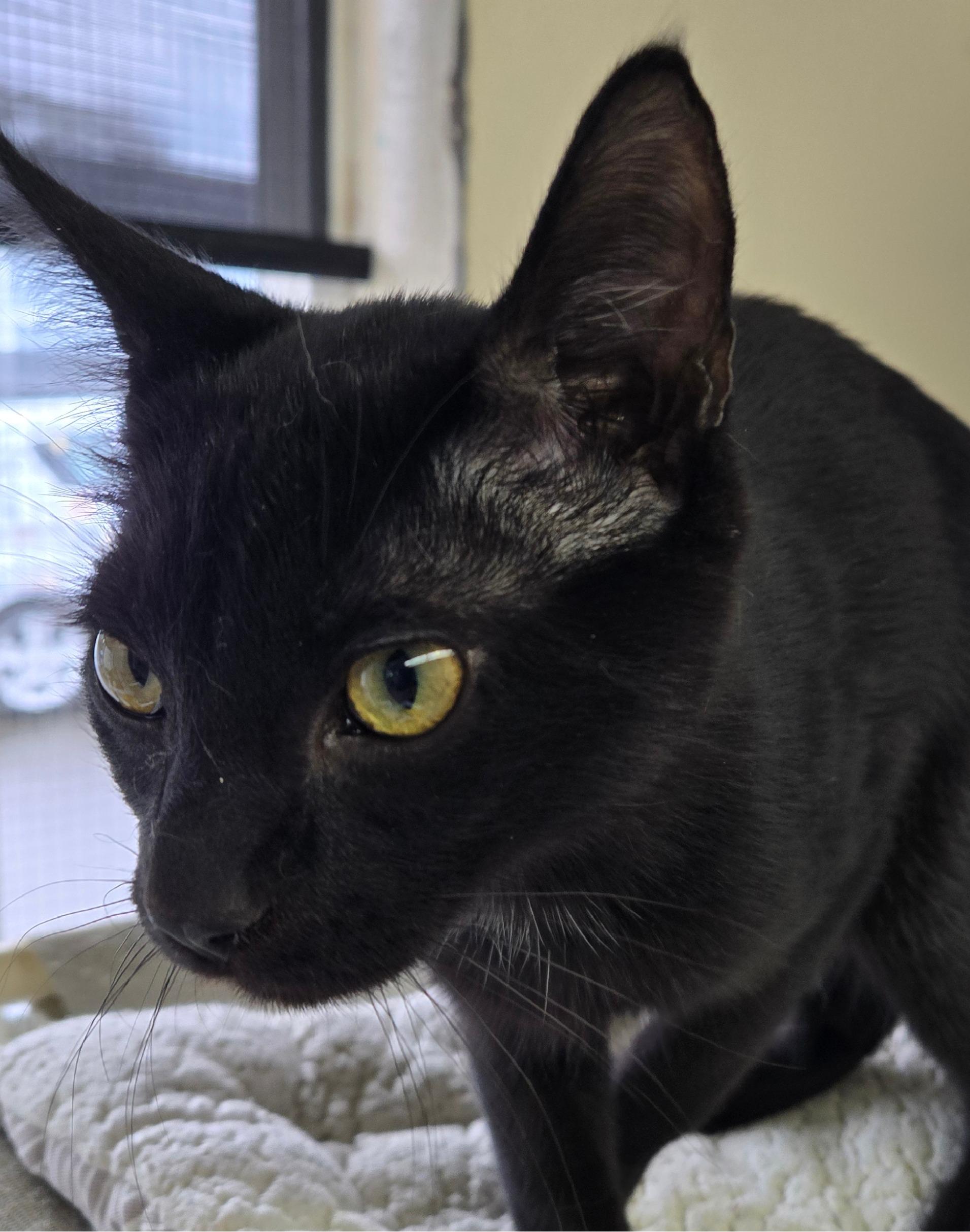 Cosmo, a ADOPTABLE Domestic Short Hair in Long Beach, WA image 2/3