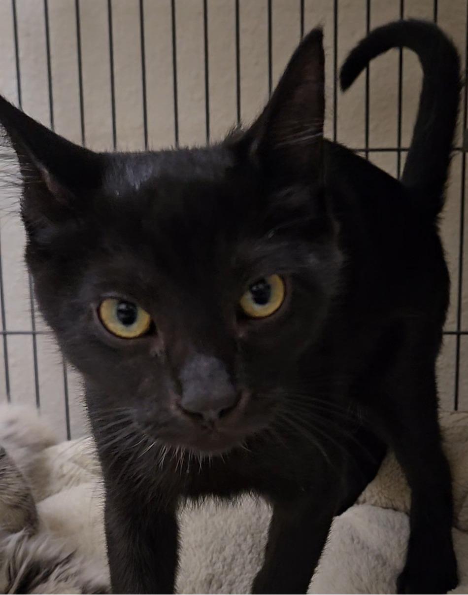 Cosmo, a ADOPTABLE Domestic Short Hair in Long Beach, WA image 3/3