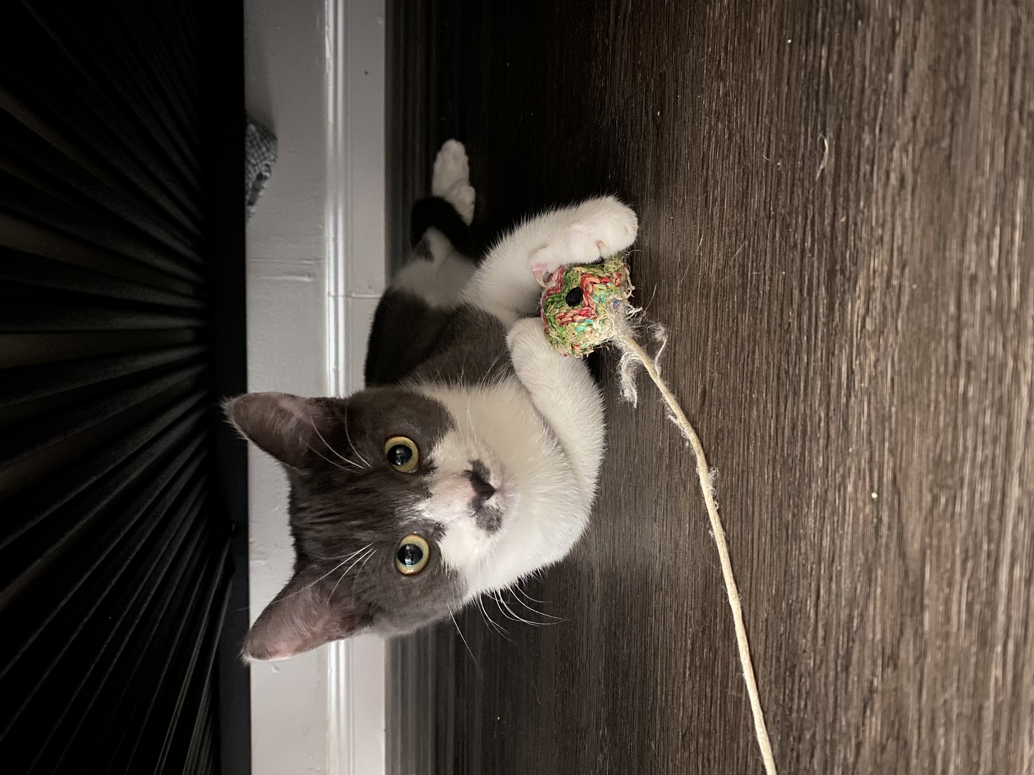 Alma, Adoptable, Young Female Domestic Short Hair.