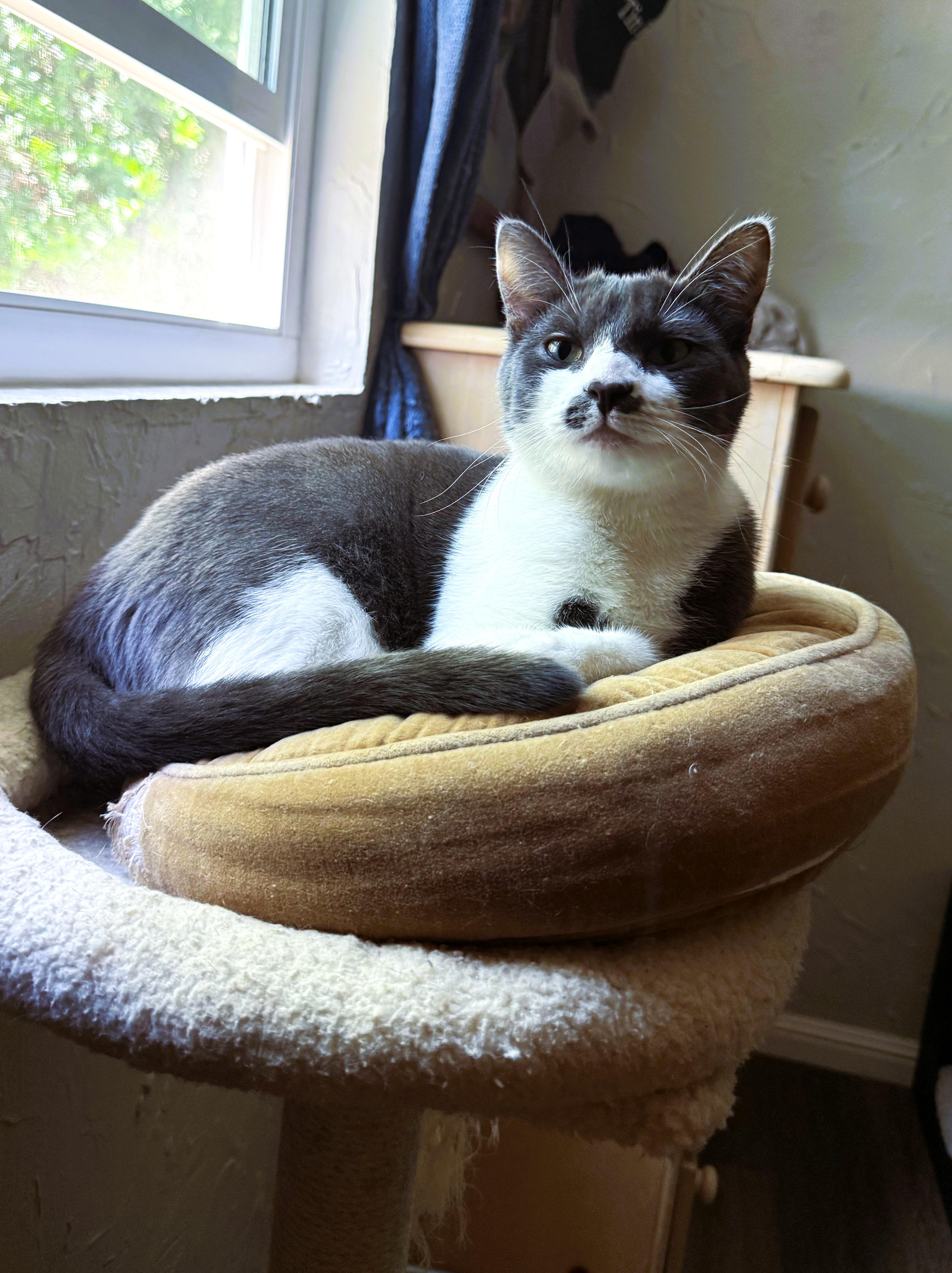 Alma, an adoptable Domestic Short Hair in Fresno, CA, 93711 | Photo Image 6