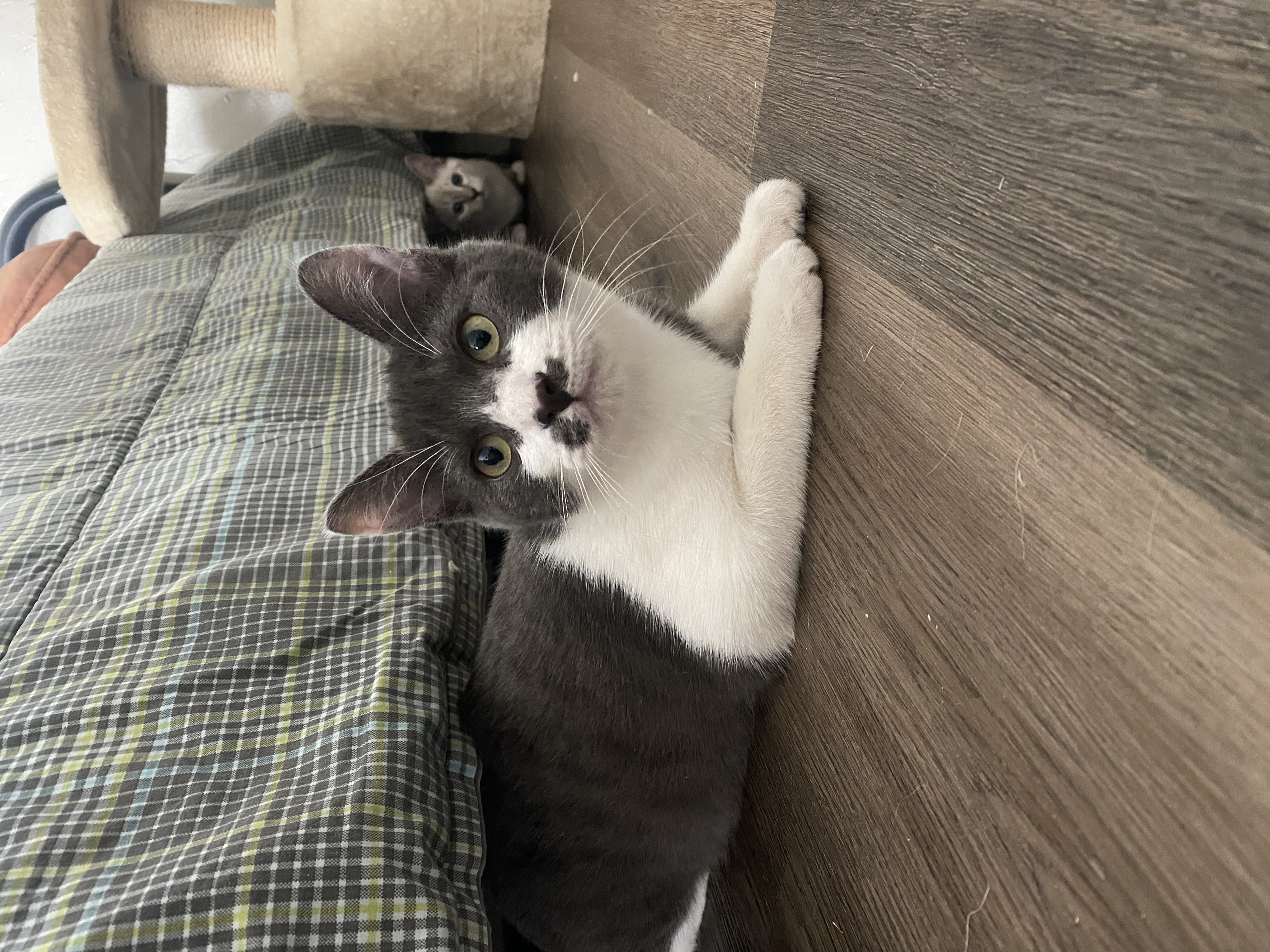 Alma, an adoptable Domestic Short Hair in Fresno, CA, 93711 | Photo Image 3