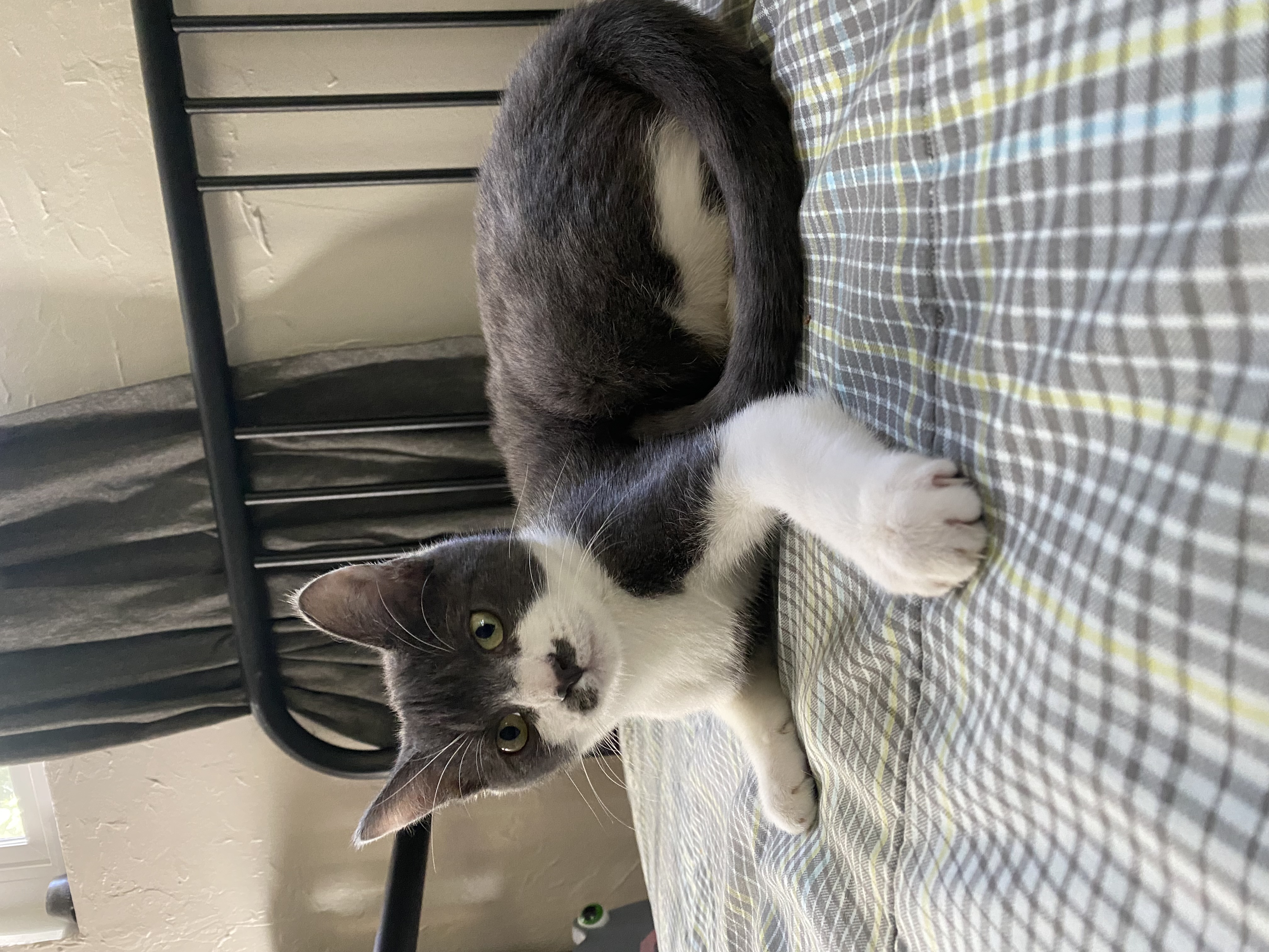 Enlarge Alma, a Adoptable Domestic Short Hair in Fresno, CA image 5/6