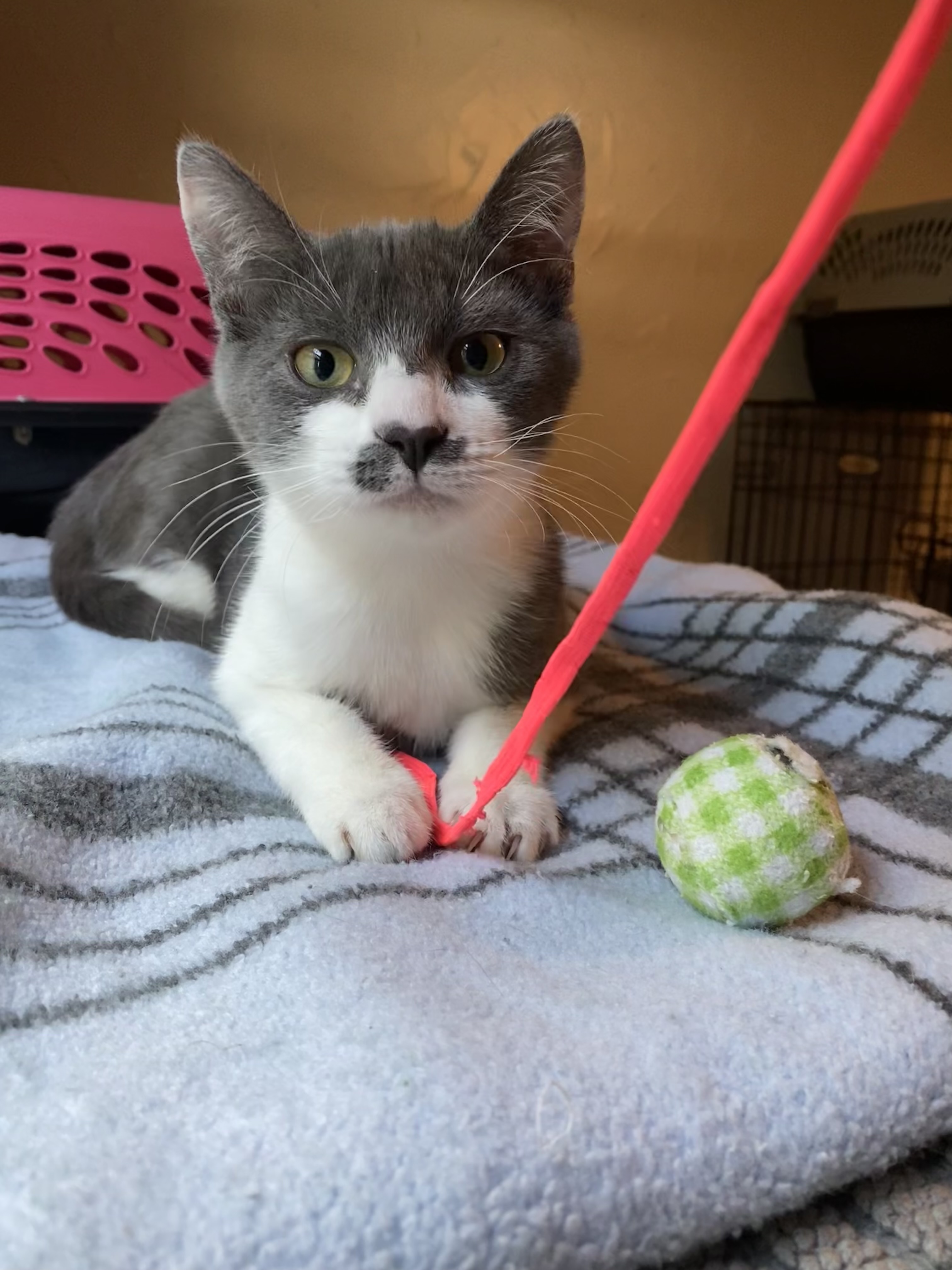 Enlarge Alma, a Adoptable Domestic Short Hair in Fresno, CA image 6/6