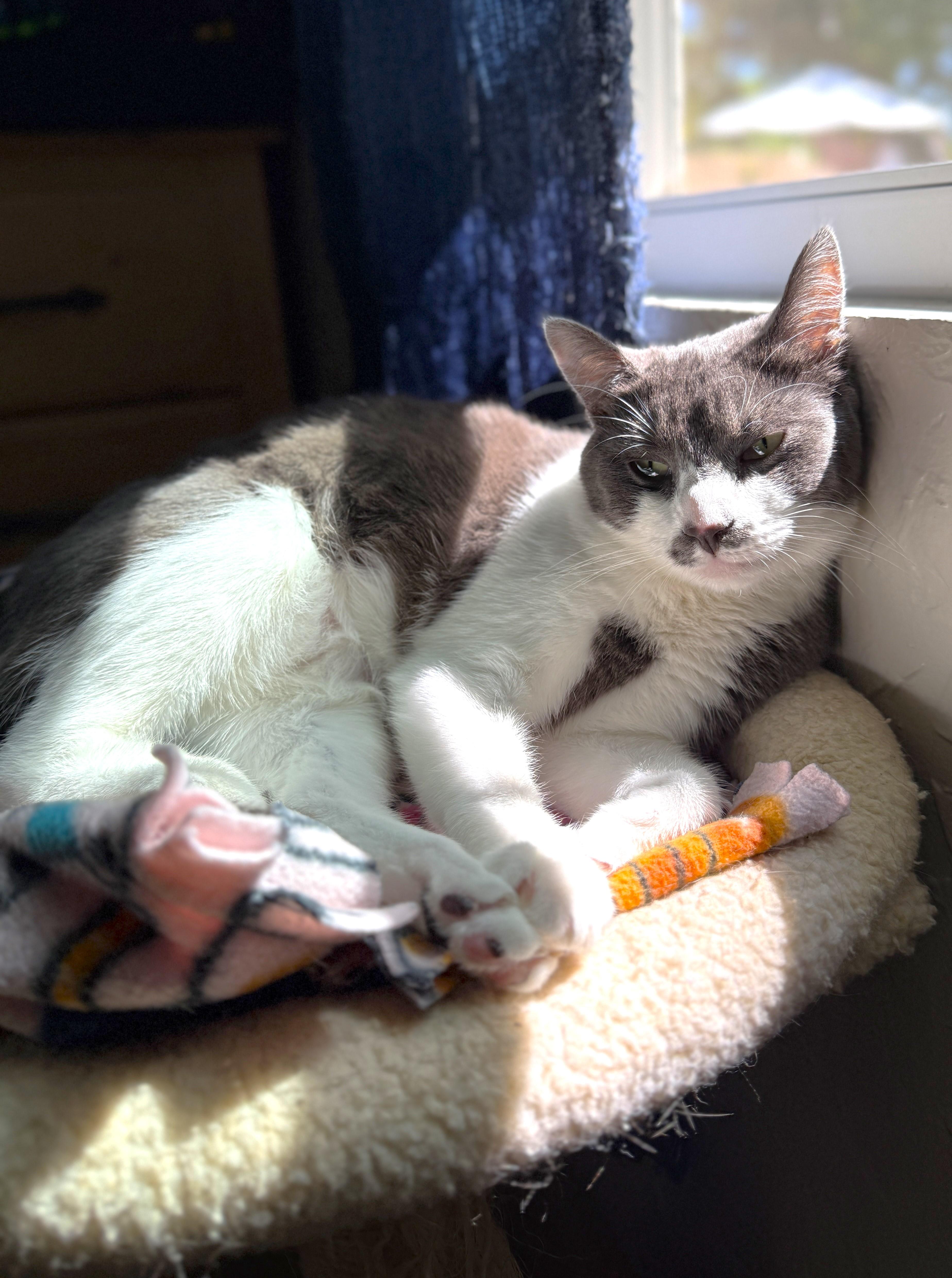 Alma, Adoptable, Young Female Domestic Short Hair.