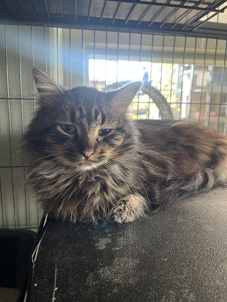 Enlarge Sprocket, a Adoptable mixed breed in Kalamazoo, MI image 2/2