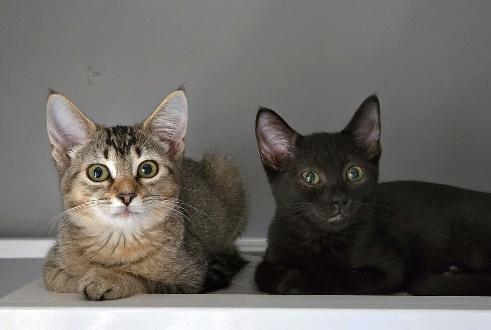 GINGER & SAGE
