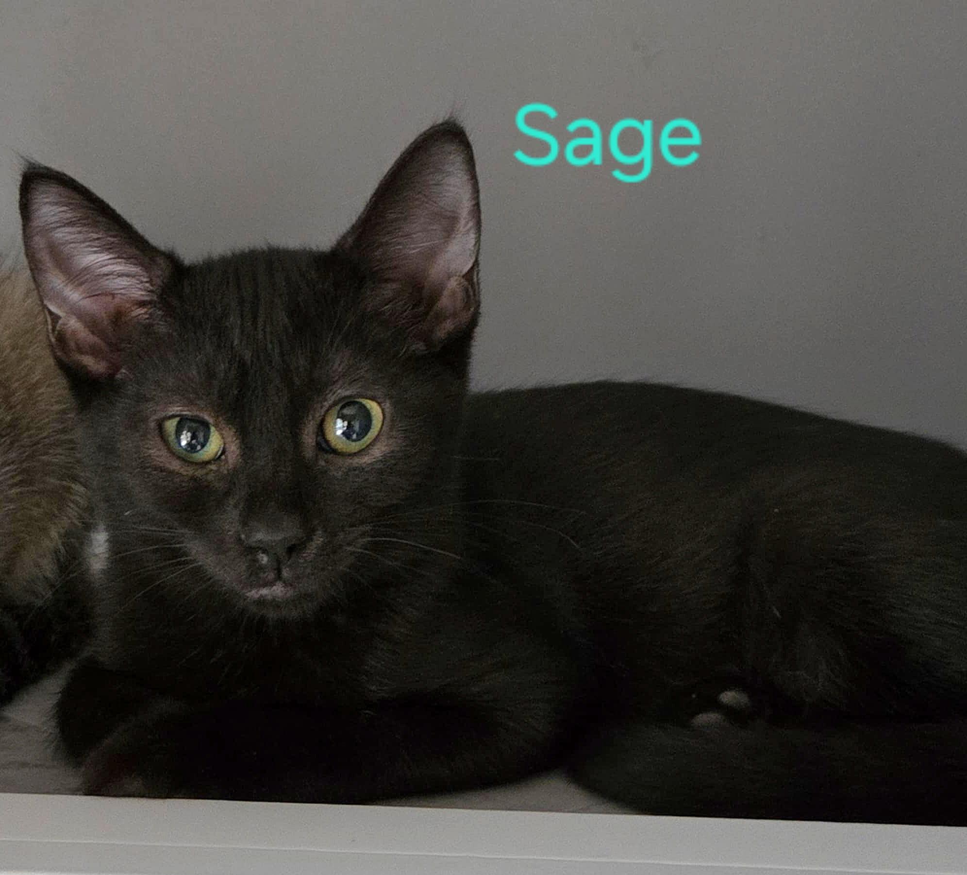 GINGER & SAGE