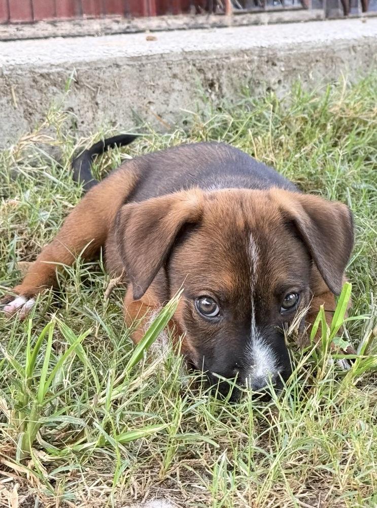 Enlarge Beignet, a Adoptable mixed breed in Brookshire, TX image 1/2