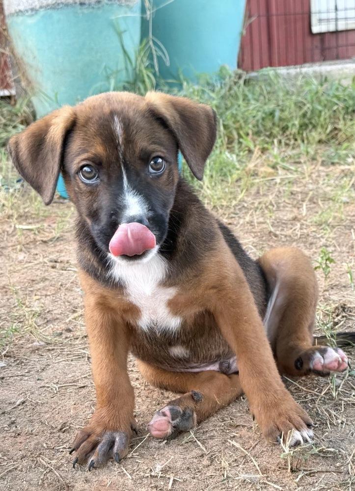 Enlarge Beignet, a Adoptable mixed breed in Brookshire, TX image 2/2