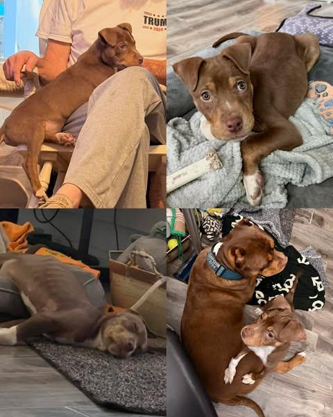 Enlarge Cinch, an adopted mixed breed in Salem, VA image 5/6