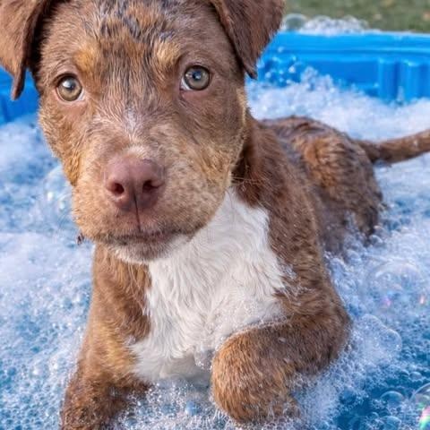 Enlarge Cinch, an adopted mixed breed in Salem, VA image 4/6