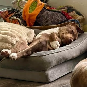 Enlarge Cinch, an adopted mixed breed in Salem, VA image 2/6