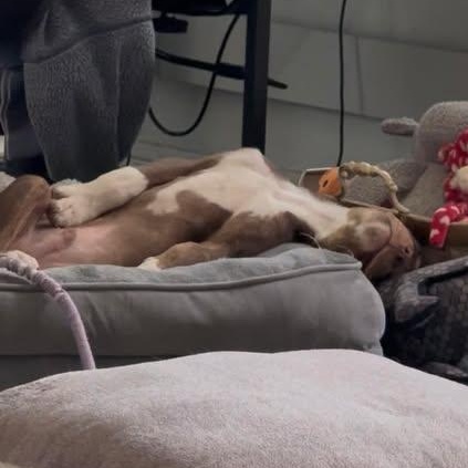 Enlarge Cinch, an adopted mixed breed in Salem, VA image 3/6