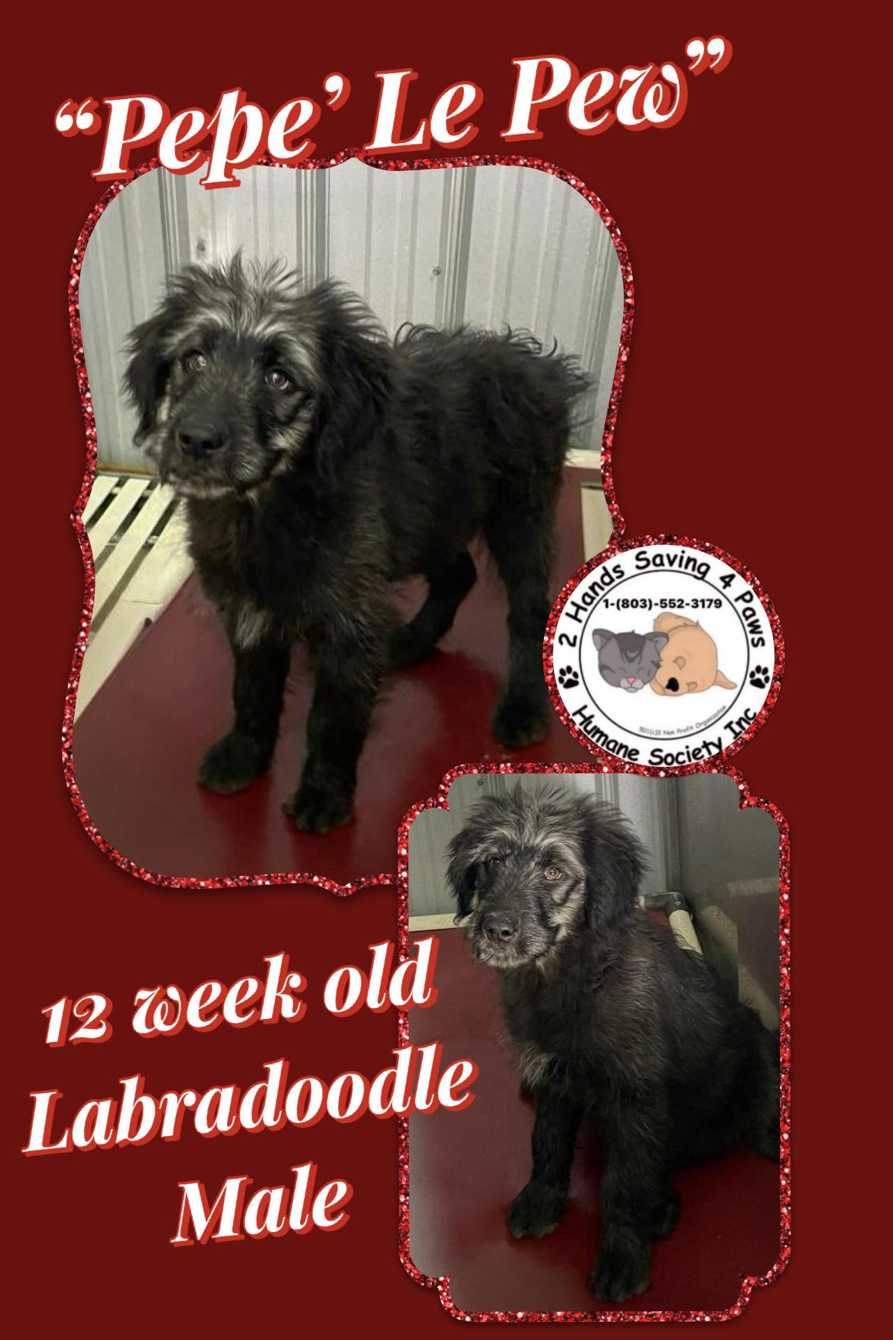 Enlarge Pepe’ Le Pew , a ADOPTABLE Labradoodle in Totowa, NJ image 1/1