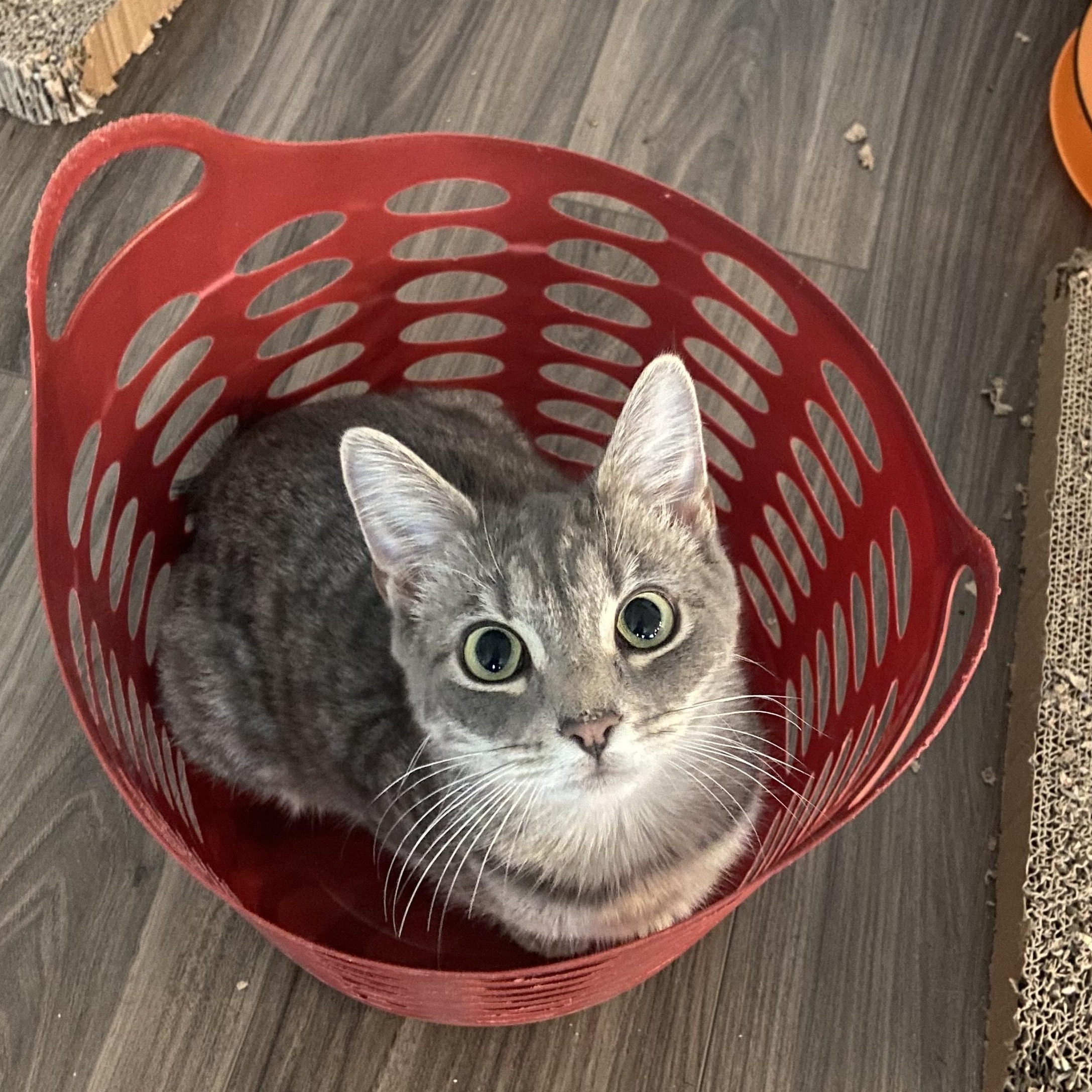 Enlarge Robin, a ADOPTABLE Domestic Short Hair in Beaufort, SC image 3/6