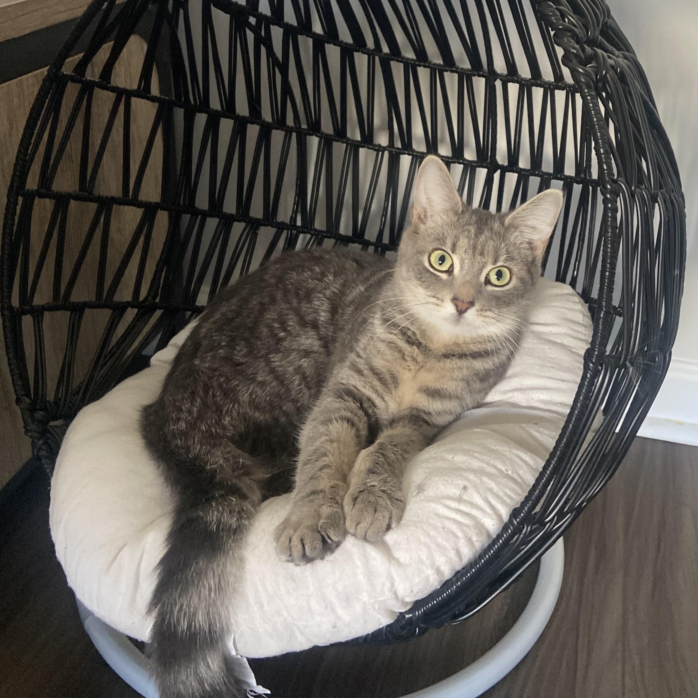 Enlarge Robin, a ADOPTABLE Domestic Short Hair in Beaufort, SC image 4/6