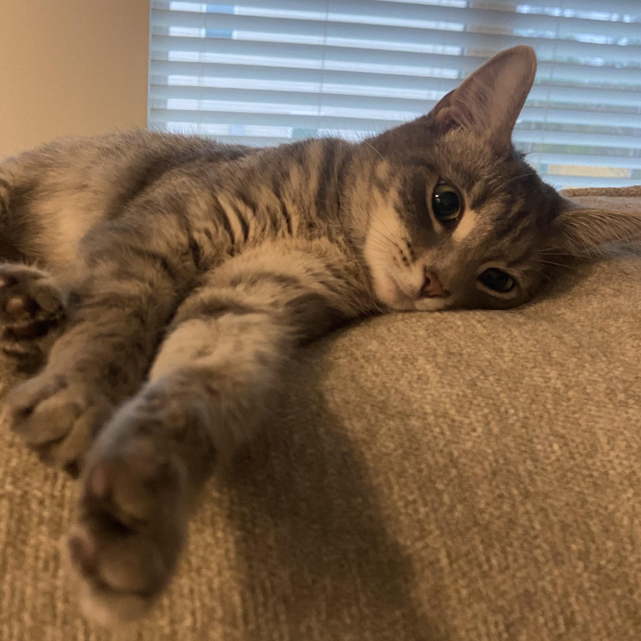 Enlarge Robin, a ADOPTABLE Domestic Short Hair in Beaufort, SC image 6/6