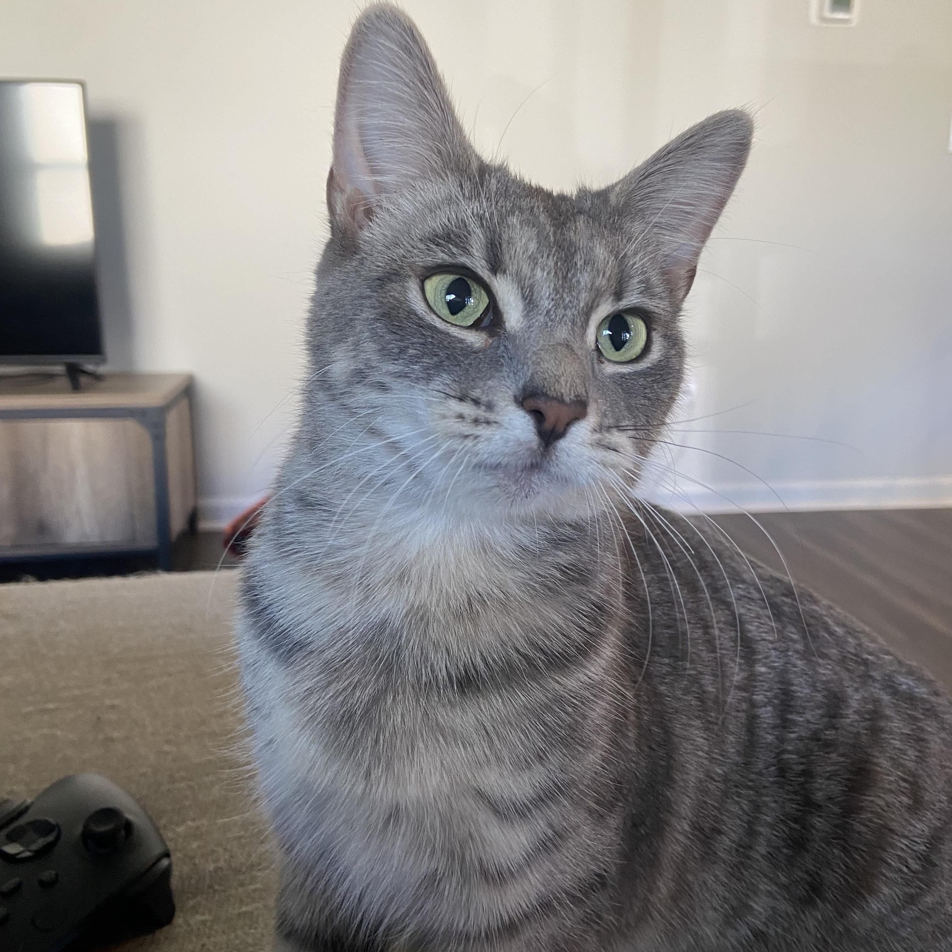 Enlarge Robin, a ADOPTABLE Domestic Short Hair in Beaufort, SC image 5/6