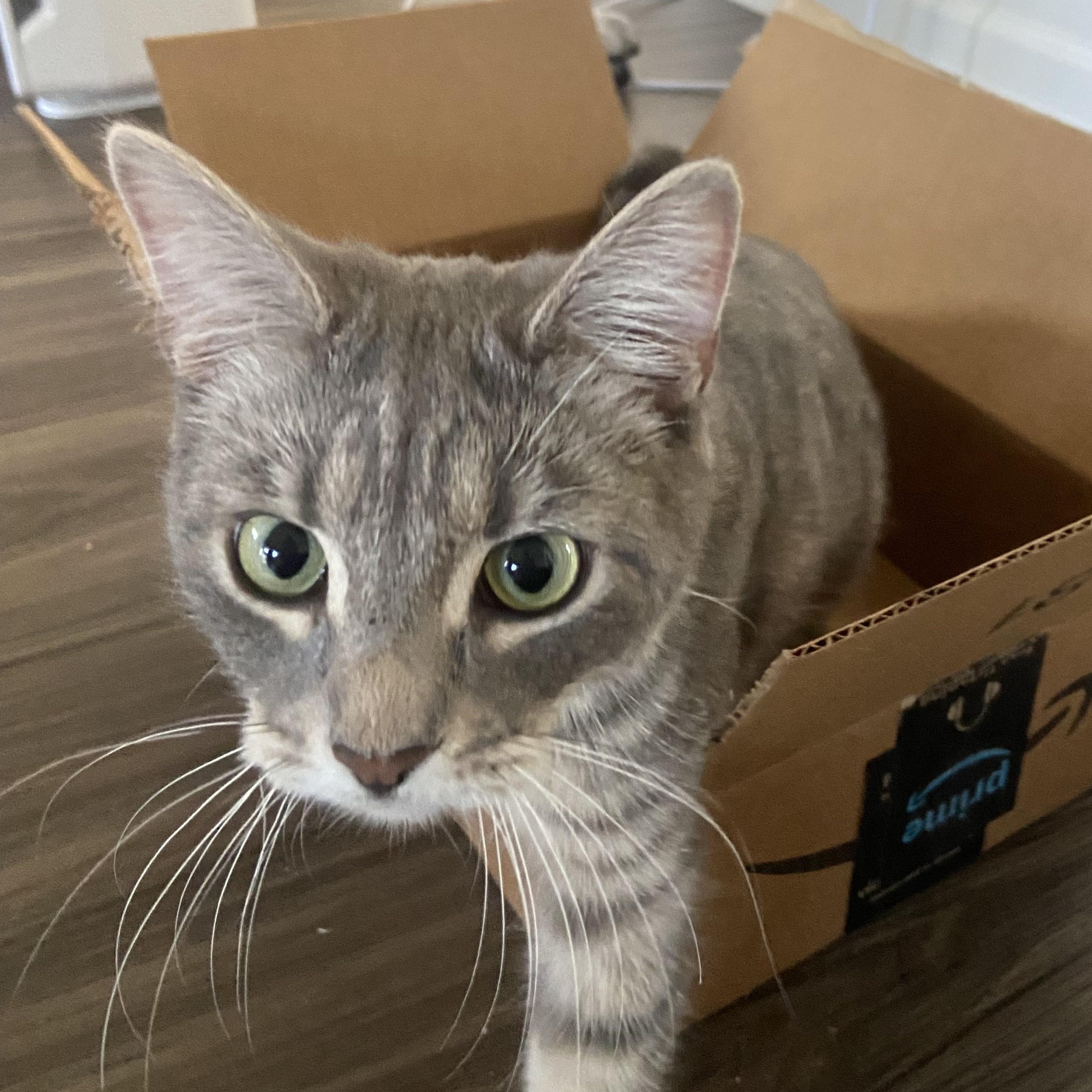 Robin, ADOPTABLE, Young Female Domestic Short Hair.