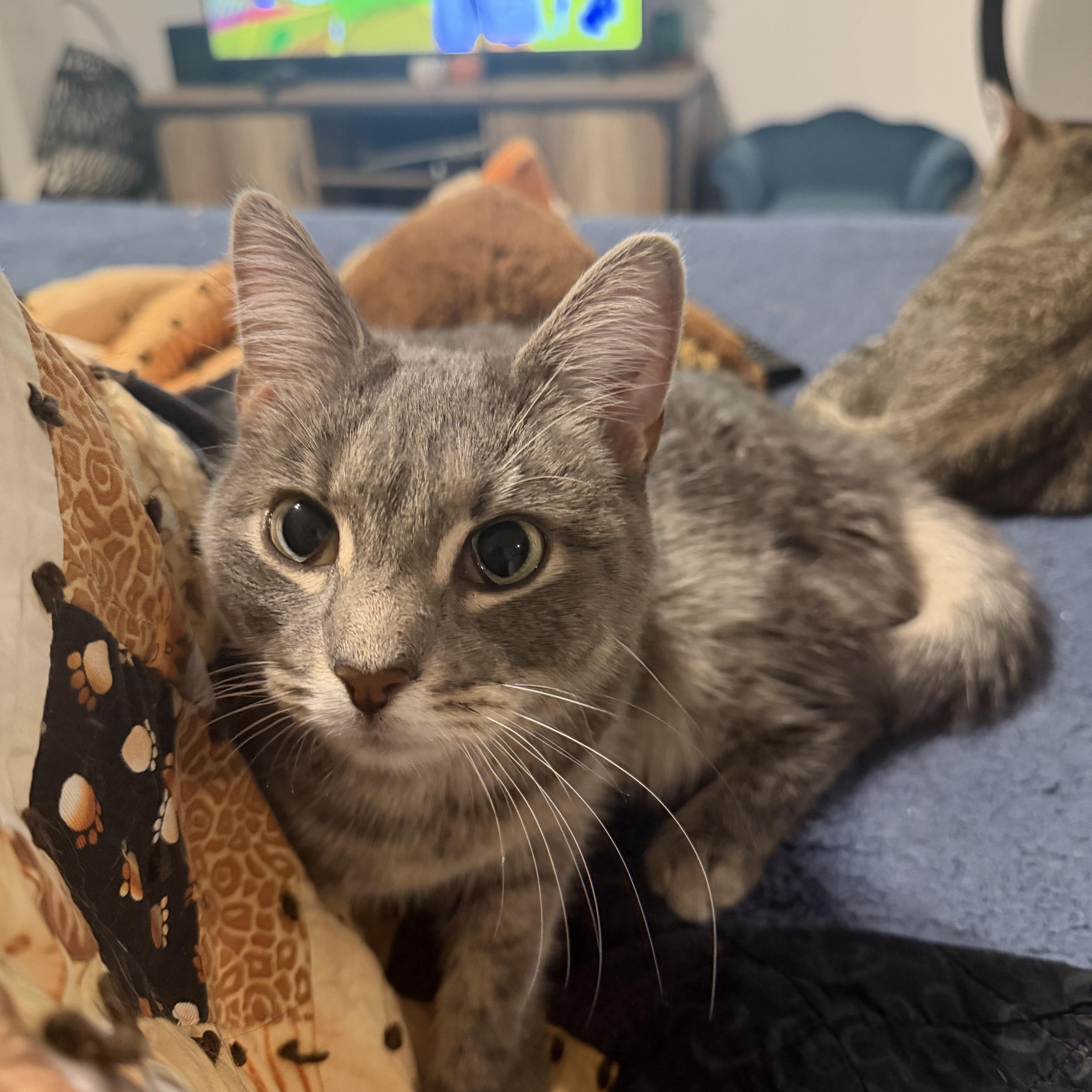 Enlarge Robin, a ADOPTABLE Domestic Short Hair in Beaufort, SC image 2/6