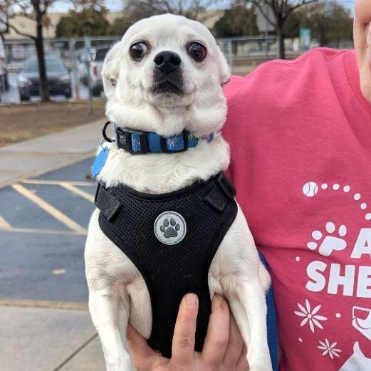 Toby — thumbnail 6