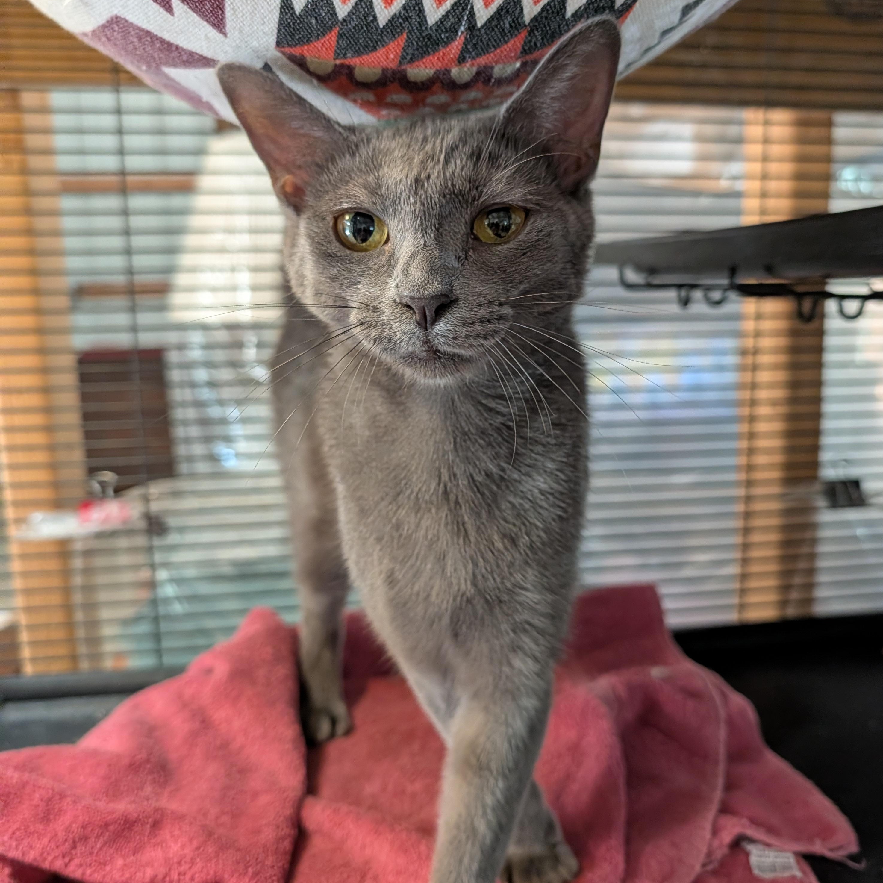 Pretty Girl, ADOPTABLE, Young Female Domestic Short Hair & Russian Blue.