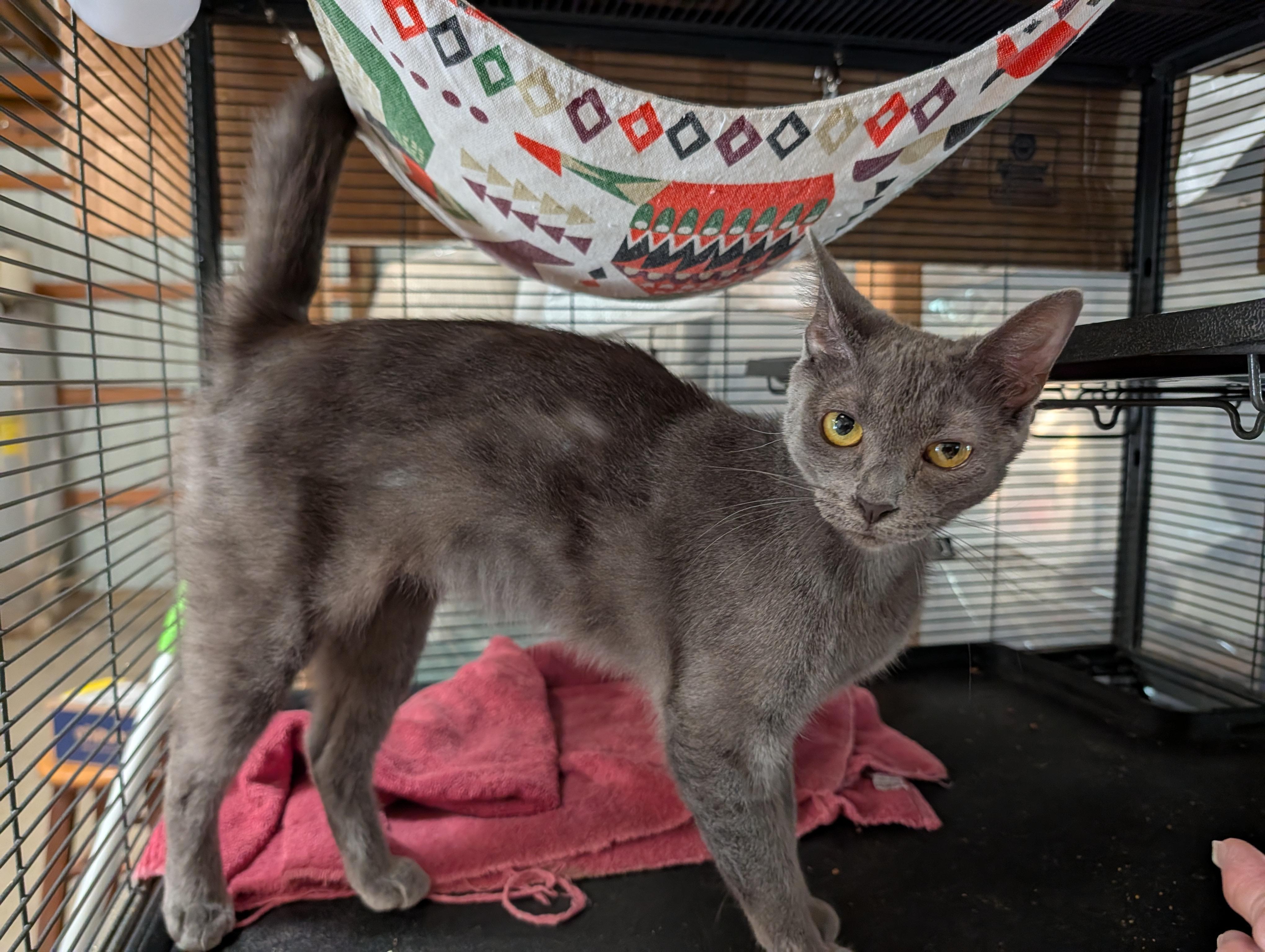 Enlarge Pretty Girl, a ADOPTABLE mixed breed in Fischer, TX image 2/4