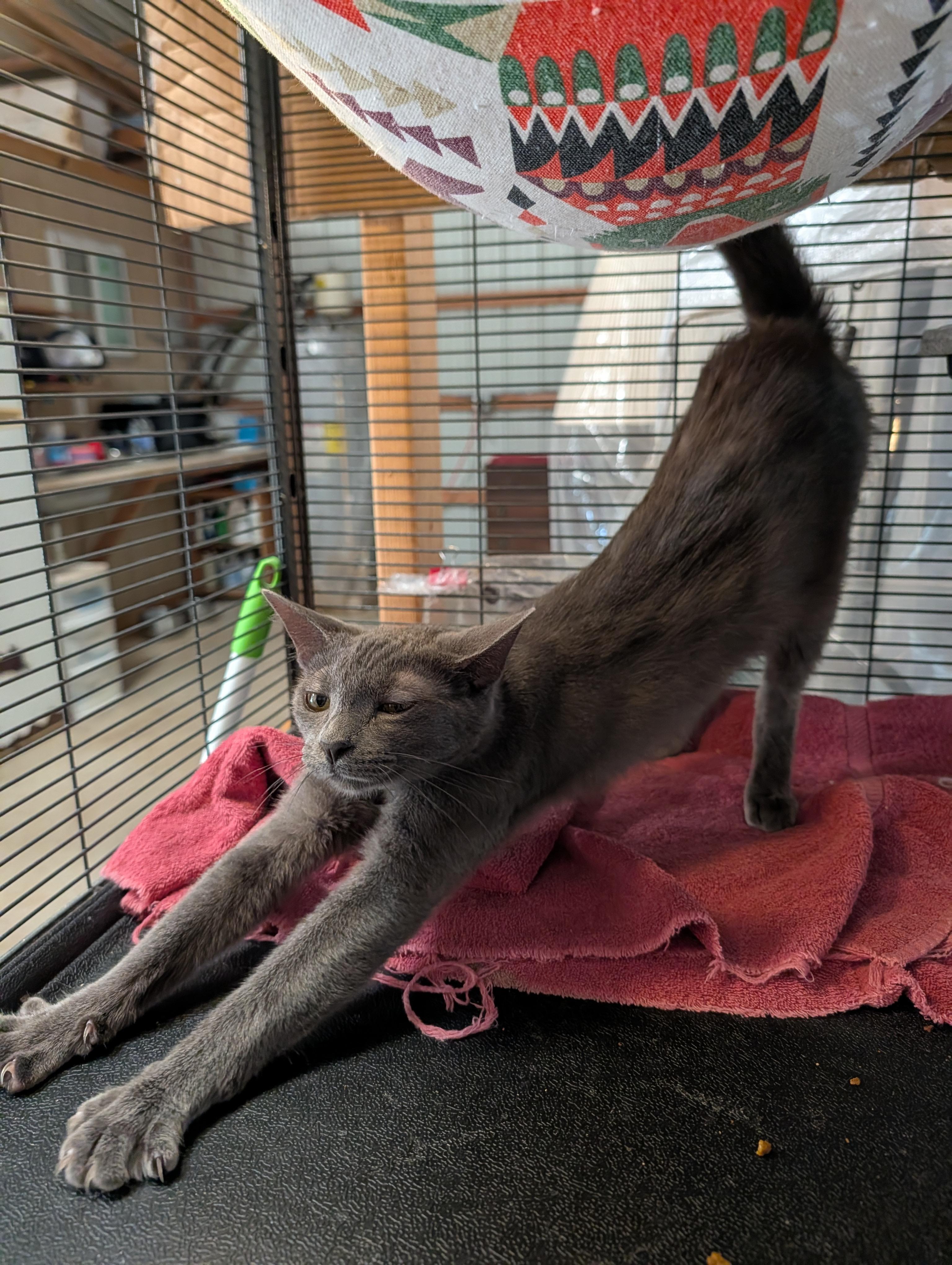 Enlarge Pretty Girl, a ADOPTABLE mixed breed in Fischer, TX image 4/4