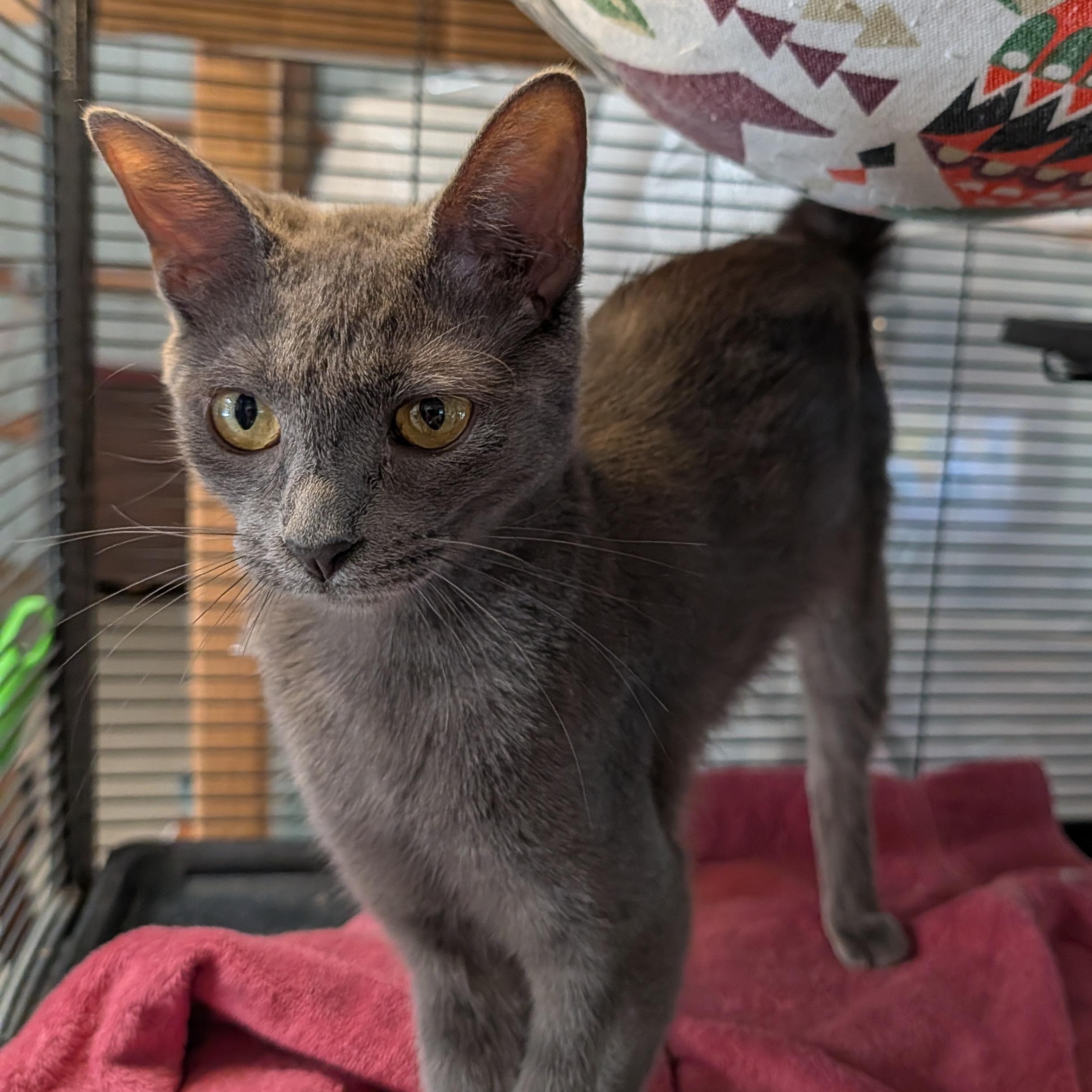 Enlarge Pretty Girl, a ADOPTABLE mixed breed in Fischer, TX image 3/4