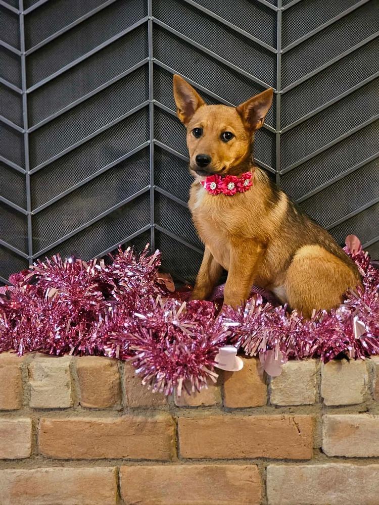 Sahara, Adoptable, Puppy Female German Shepherd Dog.