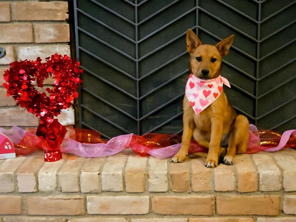 Enlarge Sahara, a Adoptable mixed breed in Wolcott, CT image 2/6