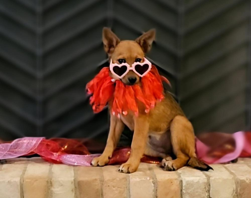 Enlarge Sahara, a Adoptable mixed breed in Wolcott, CT image 3/6