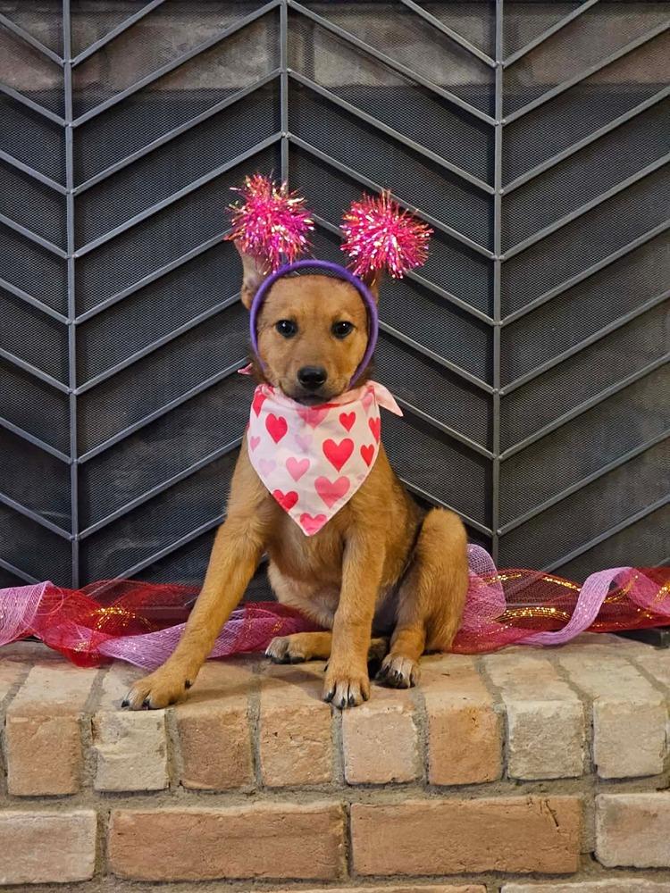 Enlarge Sahara, a Adoptable mixed breed in Wolcott, CT image 4/6