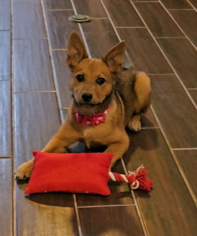 Enlarge Sahara, a Adoptable mixed breed in Wolcott, CT image 6/6