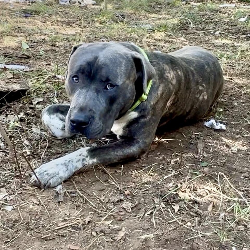 Enlarge Gotti, a ADOPTABLE mixed breed in Boston, MA image 4/6