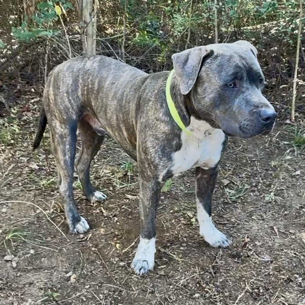 Enlarge Gotti, a ADOPTABLE mixed breed in Boston, MA image 1/6